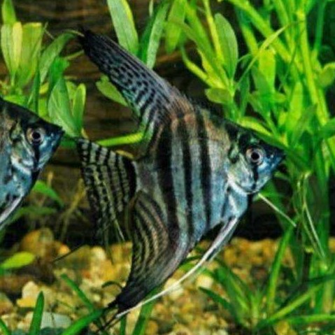 Pt.scalare   Maanvis zebra 3 cm.